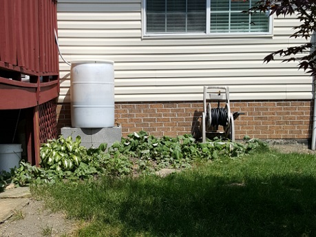 Rain Barrel