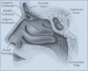 Turbinates-Side-View